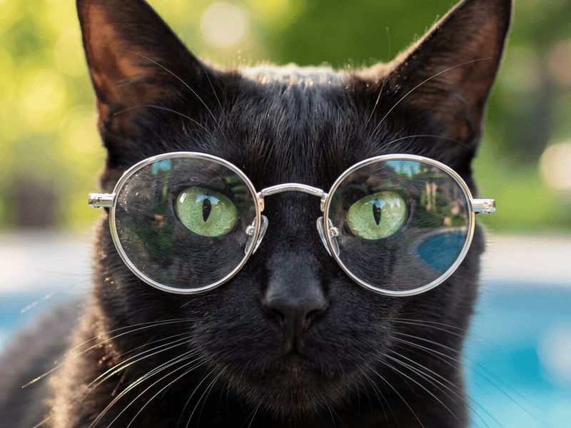 Chats