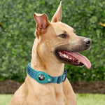 Housse Collier GPS Chat Chien — Protection Tracker Anti-Perte Discrète 1