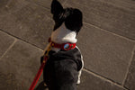 Collier Chien Cuir Véritable avec Porte-Airtag — Compatible Apple 1