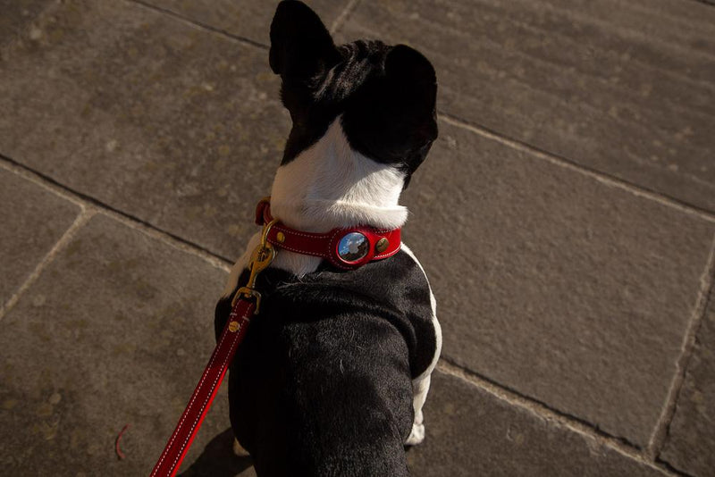 Collier Chien Cuir Véritable avec Porte-Airtag — Compatible Apple