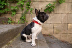 Collier Chien Cuir Véritable avec Porte-Airtag — Compatible Apple 3