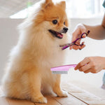 Kit Peigne Toilettage Multifonction Chien — Démêlant Inox Massage Taches Larmes 2