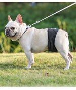 Culotte Physiologique Mâle Chien — Ceinture Anti-Harcèlement Stérilisation 8