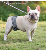 Culotte Physiologique Mâle Chien — Ceinture Anti-Harcèlement Stérilisation 9