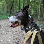 Housse Collier GPS Chat Chien — Protection Tracker Anti-Perte Discrète 2