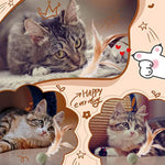 Jouet Catnip Plumes Chat — Lollipop Herbe à Chat Naturelle Compressée Kicker 7
