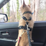 Ceinture de Sécurité Chien Élastique Réfléchissante — Harnais Réglable Voiture 9