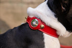Collier Chien Cuir Véritable avec Porte-Airtag — Compatible Apple 4