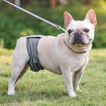 Culotte Physiologique Mâle Chien — Ceinture Anti-Harcèlement Stérilisation 1