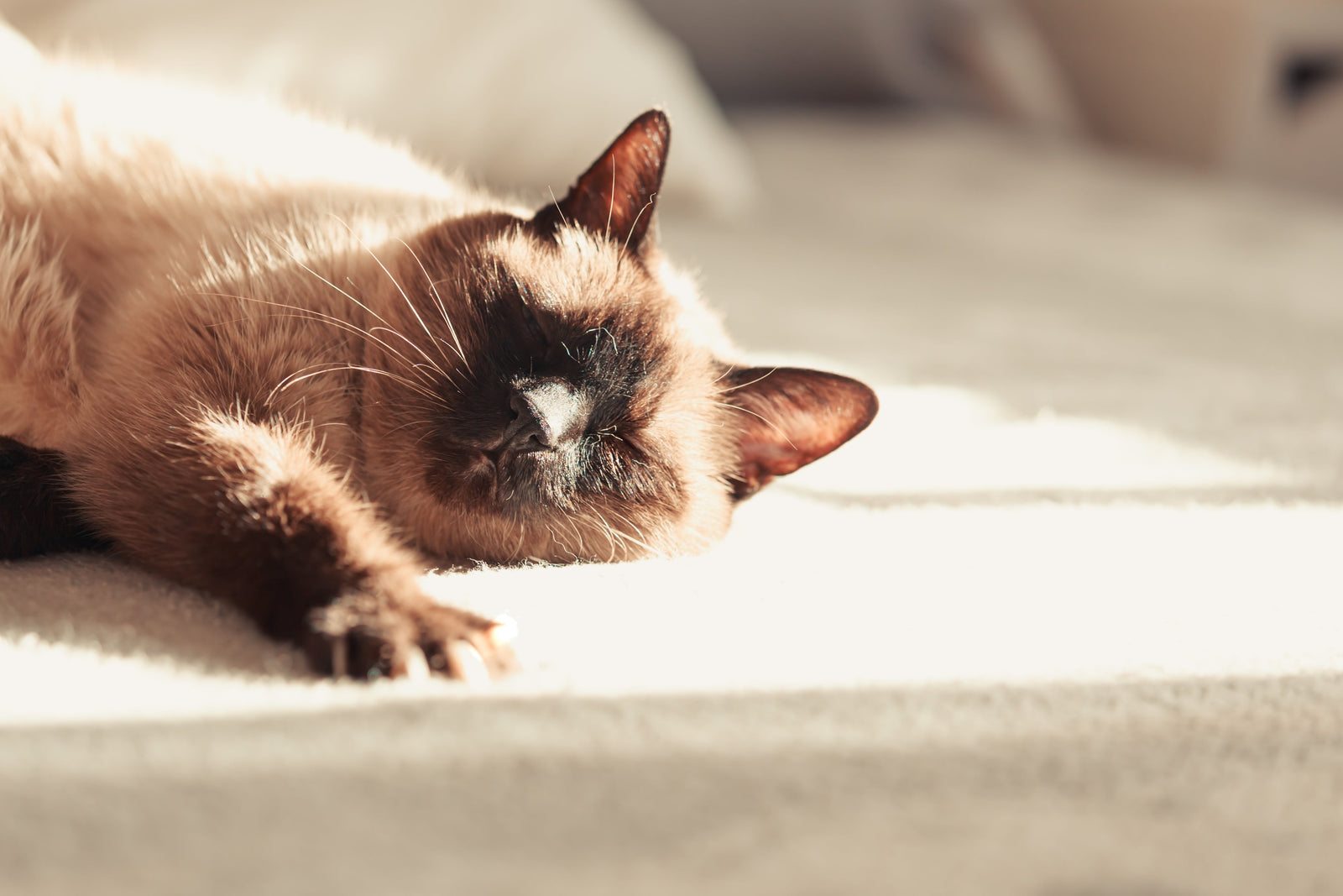 MounePets