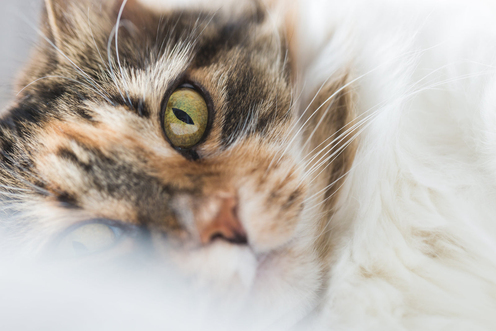 MounePets