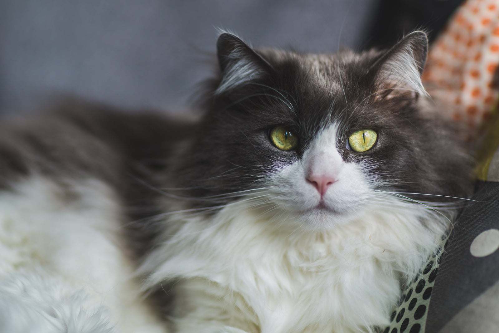 MounePets