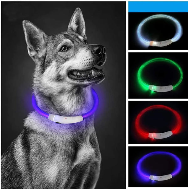 Collier LED Chien Lumineux USB Rechargeable — Sécurité Promenade Nocturne