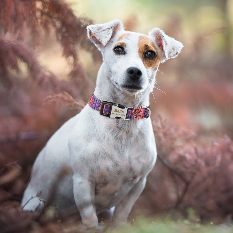 Collier Nylon Personnalisé Chien — Médaille Gravée Nom ID Réglable