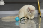 Balle Taquineur Chat Multi-Mode Rechargeable — Jouet Interactif Hauteur LED 2