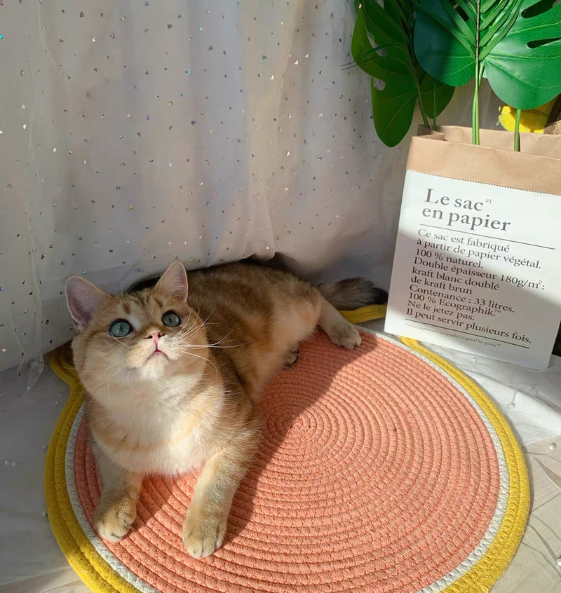 Arbre à Chat Sisal — Griffoir Plateforme Saut Décoration Intérieure Premium